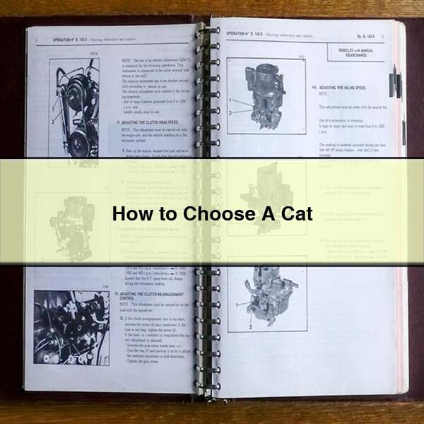 How to Choose A Cat